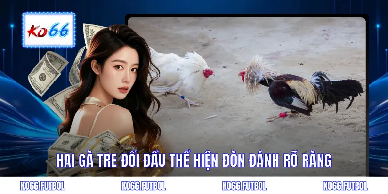 Hai gà tre đối đầu thể hiện đòn đánh rõ ràng