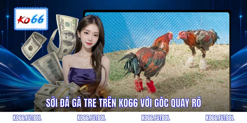 Sới đá gà tre trên KO66 với góc quay rõ
