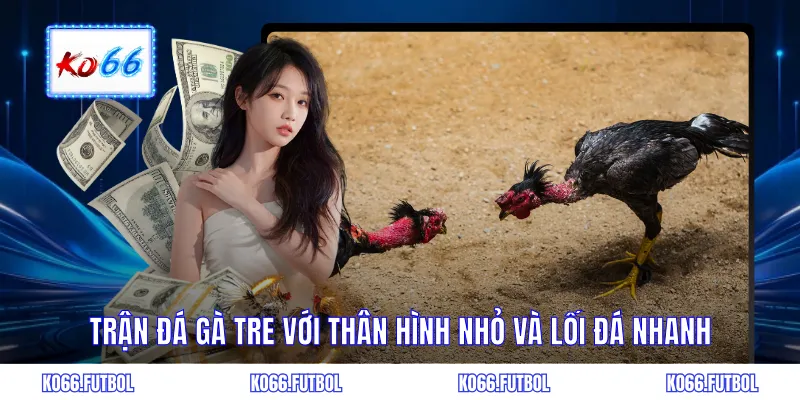 Trận đá gà tre với thân hình nhỏ và lối đá nhanh